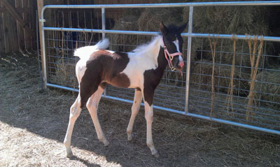 Hallie, Child of Starving Rescue Horse Looking Good at Four Weeks Old