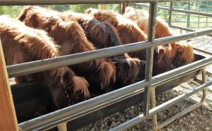A group of highland calves at a feeding trough