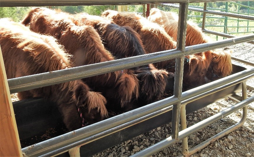 A group of highland calves at a feeding trough