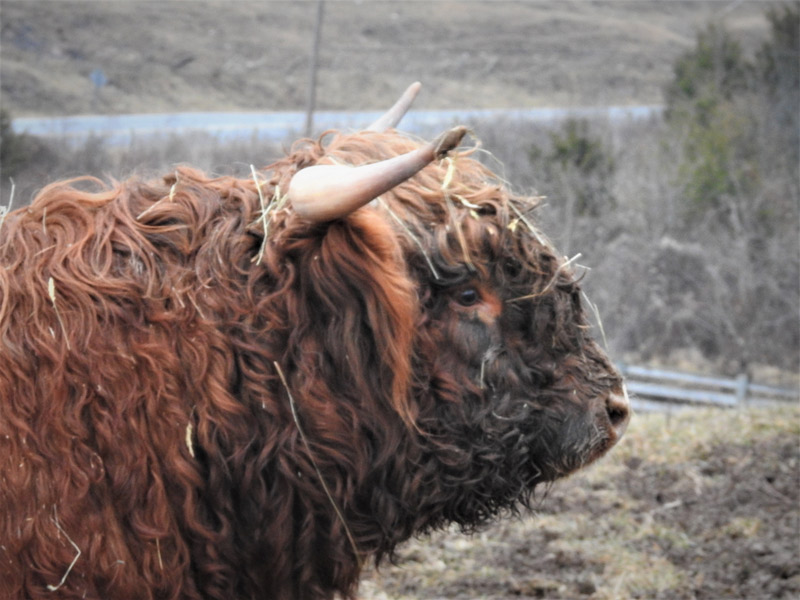 Head shot of Highland bull WKA Braxton in profile
