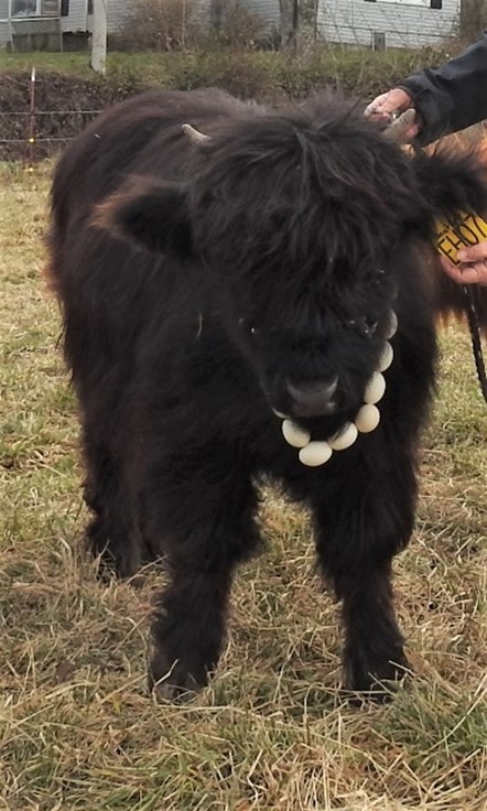 Black Highland heifer calf wearing a pretty beaded necklace