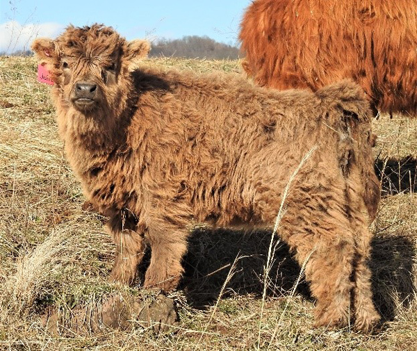 Heifer calf Jaffa several months old feeding on hay