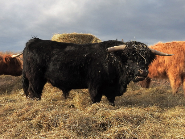 Magnificent Highland Bull Eating Hay at Elm Hollow Farm