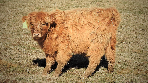 Yellow Highland Bull Calf Named Galen Available for Sale