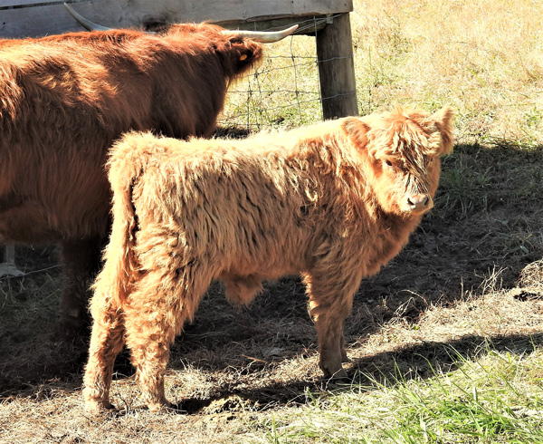 Highland Bull Calf at Elm Hollow Farm Available Named Galen
