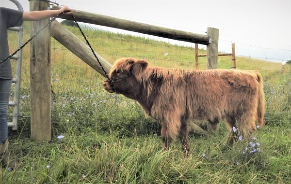Photo of Highland cattle bull calf named Hairy walking on a halter thru field