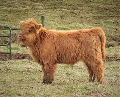 A Highland bull calf profile photo