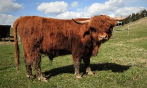 Red highland bull named Jasper standing in field with muddy feet