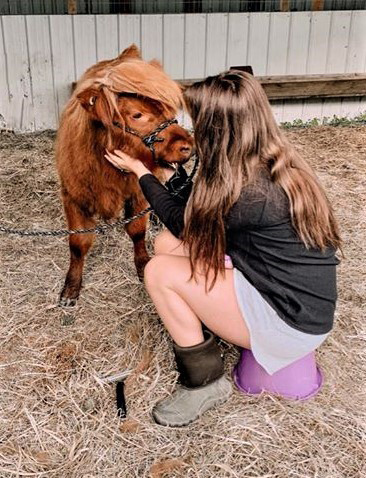 Small Highland calf during halter training with her adoring child friend