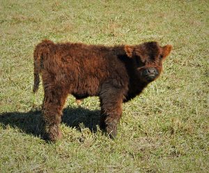 Highland calf Glenn at one week old at Elm Hollow Farm in Tennessee