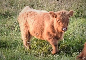 Highland calf named Hank pictured at four months old