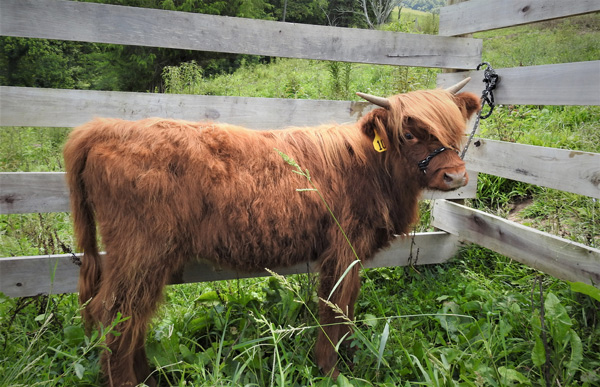 Photo of Highland calf Hannah in a halter tied to wood fence in thick pasture