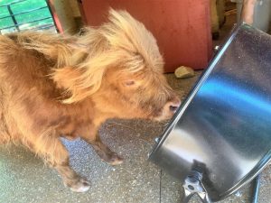Highland calf named Hot Stuff getting a blowout standing in front of fan