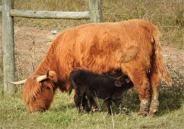 Highland calf Justice taking milk on the day he was born.