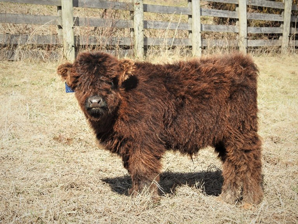 Highland calf named Justice at three months profile view