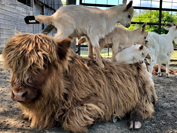 Highland calf lying down with baby goats playing on her back