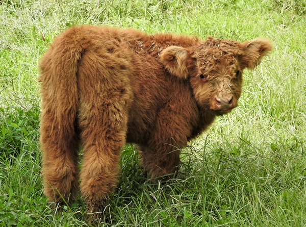 Highland bull calf named Bonus shown at five weeks old