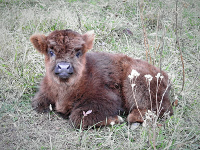 Micro mini highland cow  Miniature highland cows for sale