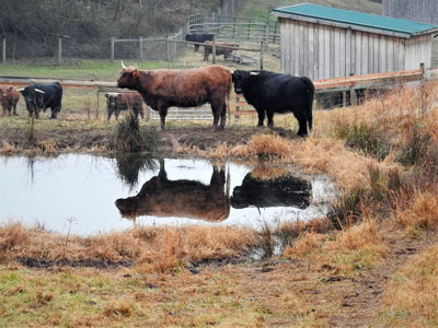 Highland Cattle Farm with Cattle Standing by Pond and Barn