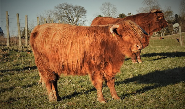 Highland Cow Ember available for sale pictured with bull Red Road's Rufus
