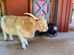 Highland cow named Cautious lounging by fan in an upscale new barn