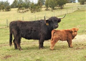 Highland cow Darcy with her calf Lady in pasture