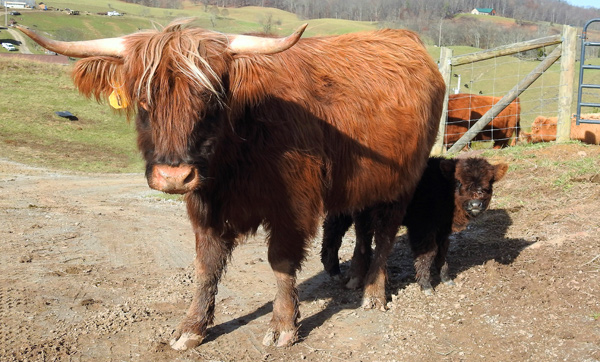 Highland cow Erin with calf at Elm Hollow Farm in Tennessee