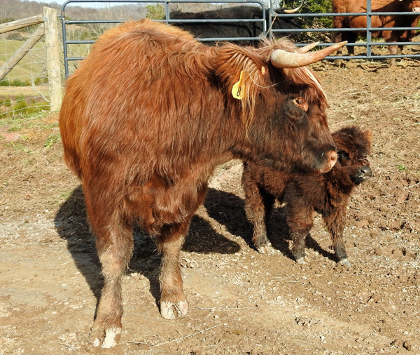 Another view of Highland cow Erin with calf at Elm Hollow Farm in Tennessee