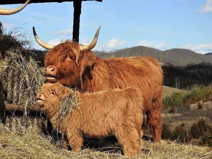 Highland cow Grace Suk with her calf
