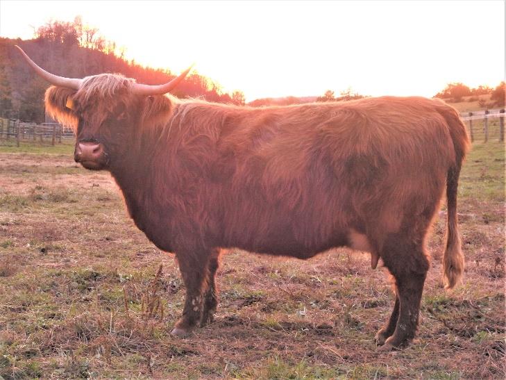 Highland Cow LiTerra Avon