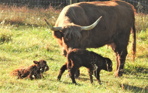 Highland cow with two newborn twins at pasture