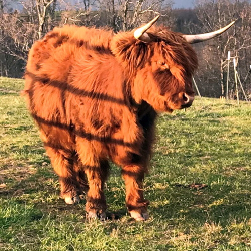 Photo of red Highland cow walking on hill top