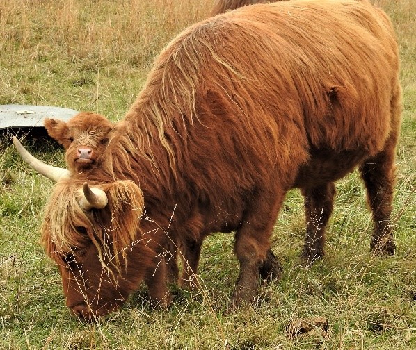 Highland cow Ban Duic with her calf O'Ganach playing around her