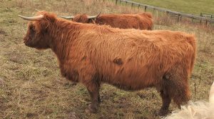 Photo of red Highland cow named Ruby