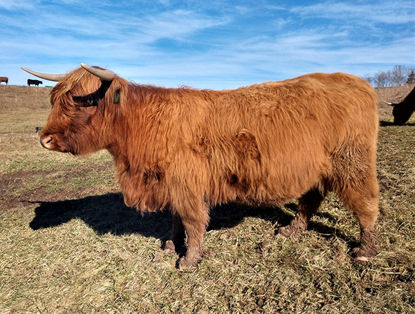 Red Highland cow named Ruby in Treadway, Tennessee