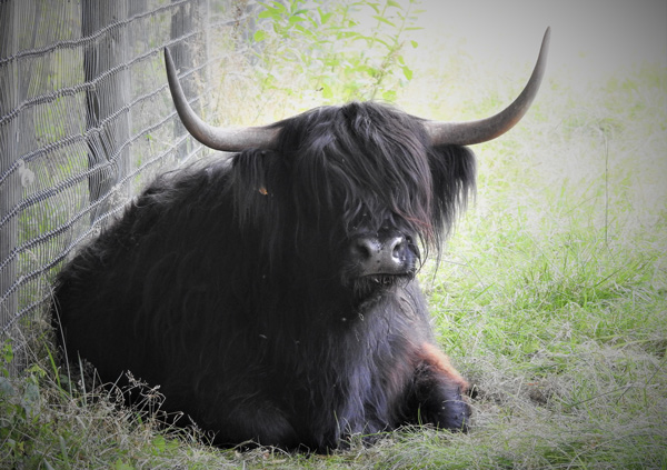 Photo of Sydney a black Highland cow lying at rest at pasture