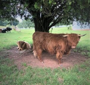 Highland heifer standing under tree with small calf laying nearby