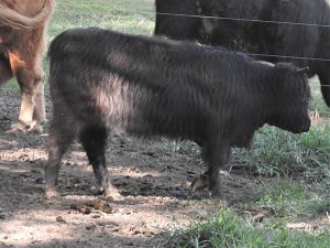 Highland Heifer named Nancy at Elm Hollow Farm