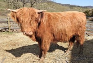 Highland heifer named Rainy Daze at Elm Hollow Farm