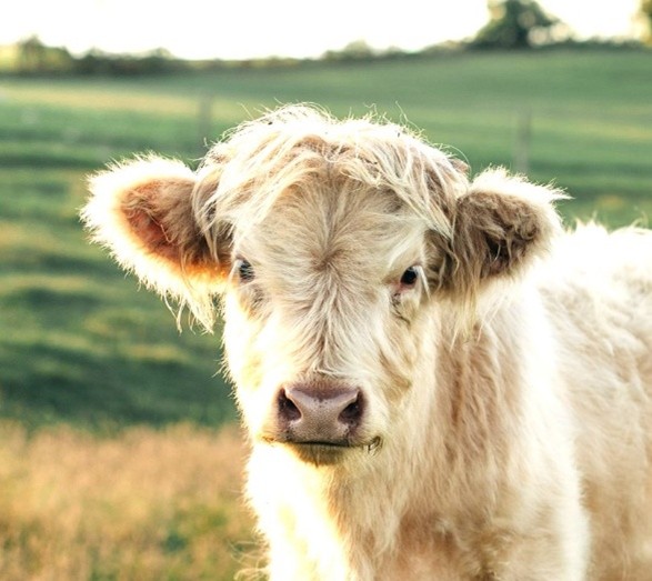 Highland Hills Maximus