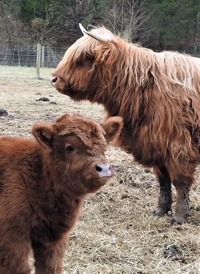 Scottish Highland Cattle Both Red, A Mother and Calf