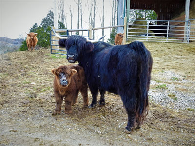 Highland Mother Cow and Calf