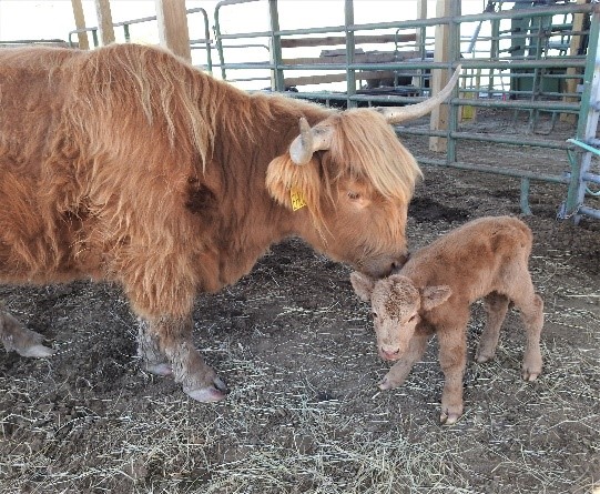 Highland cow mother licking her newborn calf in a stall