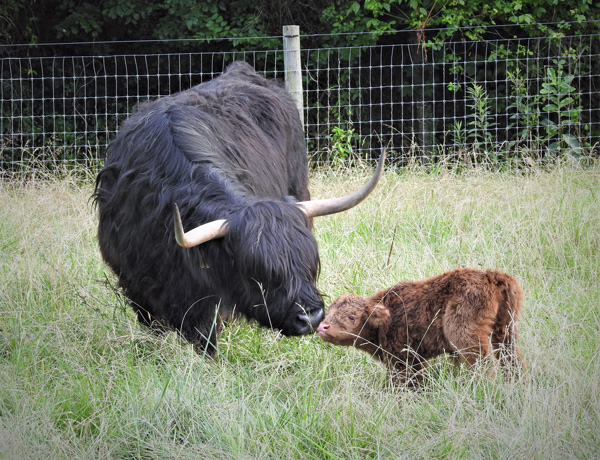 Photo of black Highland Cow named Sydney with her young calf