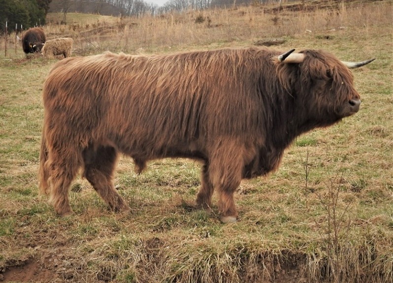 Profile of red Highland bull in winter pasture