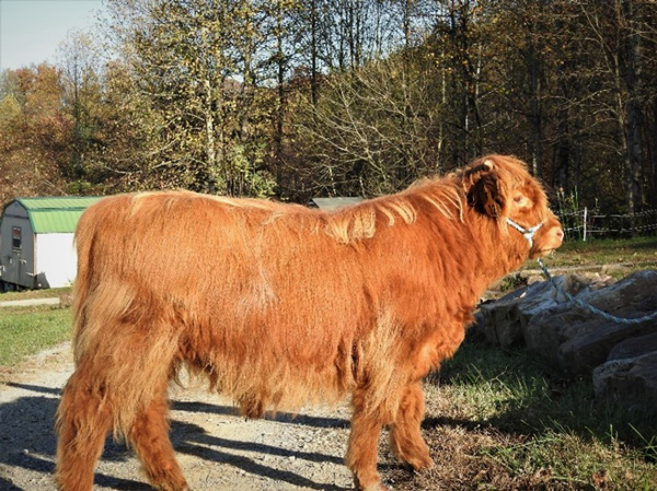 Elm Hollow's Jager a nine month old red Highland bull calf