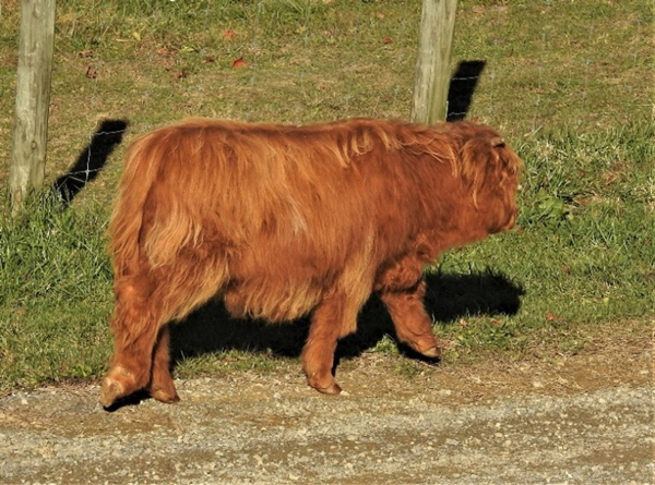 Elm Hollow's Jager a nine month old red Highland bull calf walking down the road