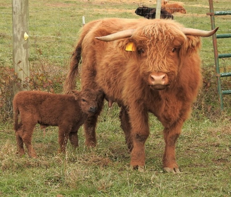 Highland bull calf Journey with mother on day of birth