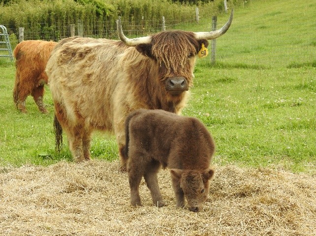 One month old Highland bull calf Keegan with his mother