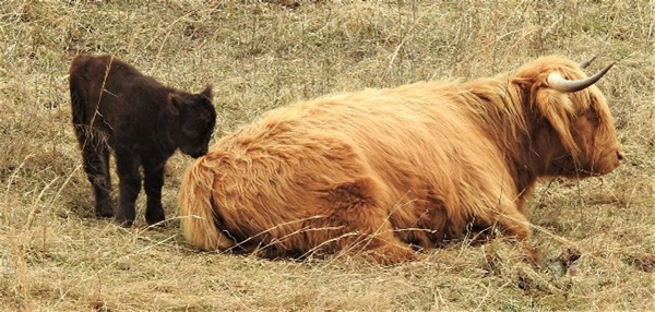 Black Highland bull calf with mama cow on his birth day